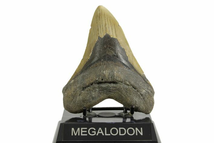 Fossil Megalodon Tooth - North Carolina #371296
